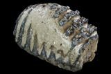 Partial Southern Mammoth Molar - Hungary #123663-2